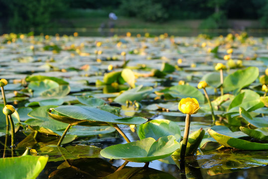 Yellow water lilies (Núphar lútea) blooming on the pond in the park in summer.