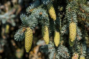 Fir-tree branches with cones on blue sky background.