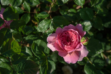 Close-up shoot of Rosa Abraham Darby flower. In pink.