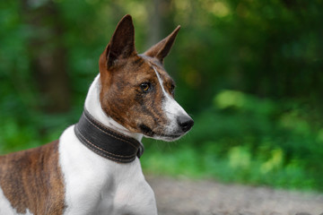 Portrait of a red basenji  in a summer forest. Basenji Kongo Terrier Dog.