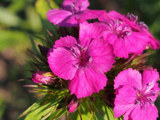 Fototapeta premium Blooming red buds Turkish carnations. Floriculture.
