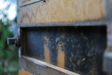 Wooden honeycomb with bees and honey. Agriculture. Bees.