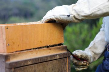 Hands in gloves protected against bees bites. Man getting out honeycombs and honey. Agriculture.