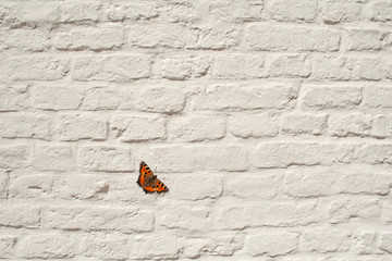Fototapeta na wymiar red butterfly on a white wall of bricks