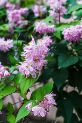 Beautiful branches of decorative pink jasmine in the summer.