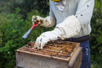 Beekeper at his work. Wooden honeycomb with bees and honey. Nature, insects. Sweet. Apiculture. Beeswax. Apiarist working. Beekeeping in nature. Bee farming in Spain. Ecology apiaring. 