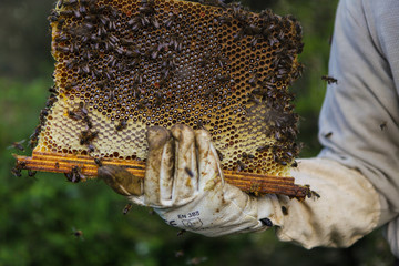 Honeycomb with bees and honey. Man holding huge honeycomb in his hand with a lot of bees on it. Beekeper at his work. Getting honey from the bee house. Nature, insects. Sweet. Apiculture. Beeswax.