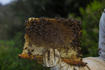 Honeycomb with bees and honey. Man holding huge honeycomb in his hand with a lot of bees on it. Beekeper at his work. Getting honey from the bee house. Nature, insects. Sweet. Apiculture. Beeswax.