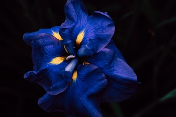 iris on black