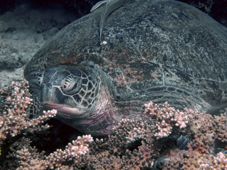 Close up of a large Green Sea Turtle (Chelonia mydas)