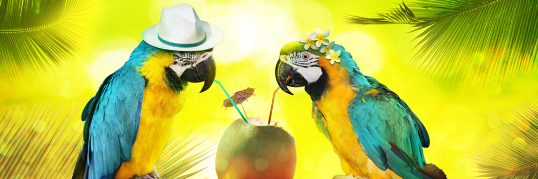 Papageien im Urlaub am Strand in den Flitterwochen