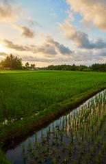 Rice fields in Bali.