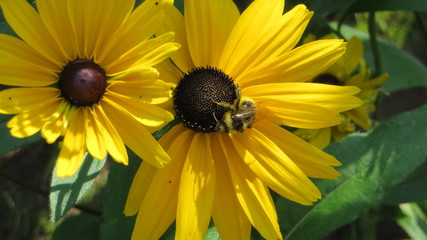 bee on flower