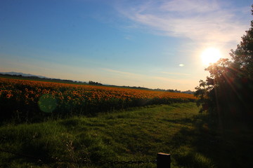 campo di girasole