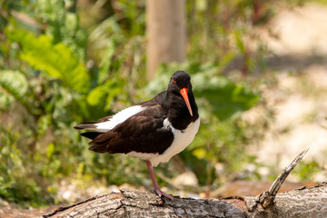 Oyster catcher