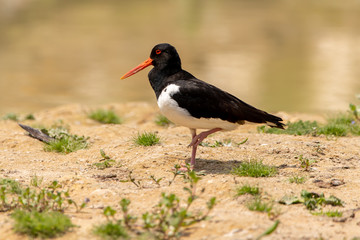 Oyster catcher