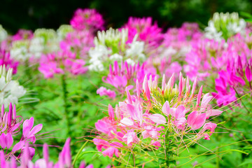 Cleome Flower in the garden by Selective Focus and blurry behind for the background-11