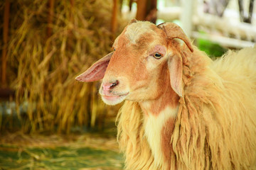 Close-up face of brown goat in zoo.