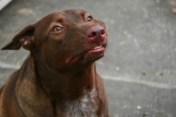 Closeup the brown dog face.Dog wants to eat Using eye pleasures for food.