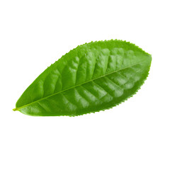 Fototapeta na wymiar Green tea leaf isolated over white background