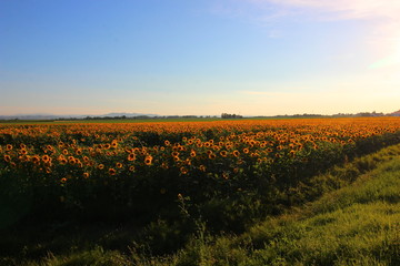 campo di girasole