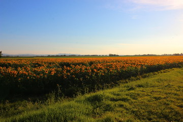 campo di girasole