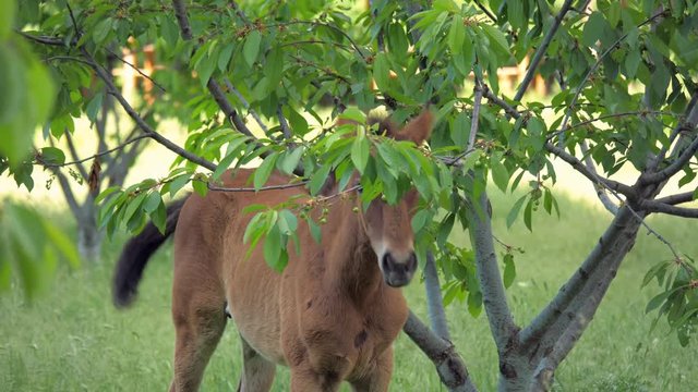 A brown foal eats green leaves and fruit on a tree in a wild abandoned garden.