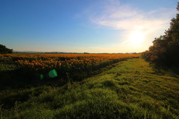 campo di girasole