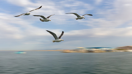 Fototapeta na wymiar A group of seagulls flies across the Mediterranean Sea off the Spanish port city of Santa Pola. Due to the fast flight of the birds, the background is blurred by motion blur.