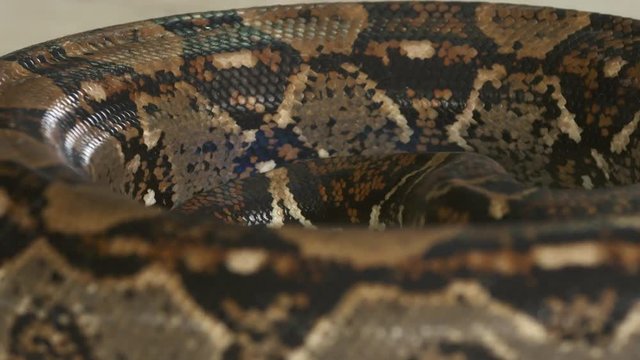 Extreme close-up low-angle still shot of the beautiful skin a large coiled boa constrictor on a floor at a Snake Zoo, Central America