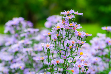 Closeup and Selective Focus Marguerite Daisy Flower in the garden.