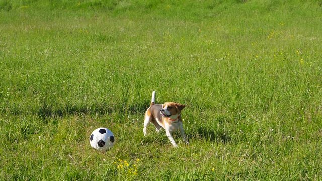 Soccer ball thrown towards sitting dog, beagle spring up to catch it, but miss and ball bounce back. Doggy jump to pursue it. Owner playing with sportive pet at summer time, green grass around - Powered by Adobe