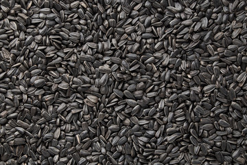 Black sunflower seeds. Black sunflower seeds for texture or background. Black sunflower seeds macro close up