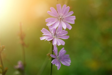 chicory. blue flower on green background, bright Sunny day. in summer.