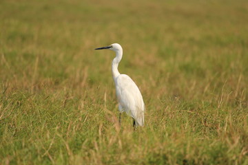 Obraz na płótnie Canvas egret