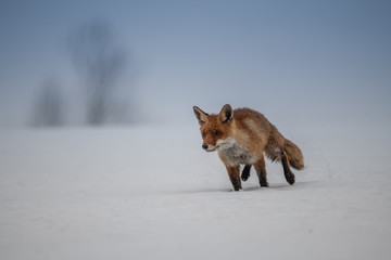 Red fox (Vulpes vulpes) with a bushy tail hunting in the snow in winter in Algonquin Park in Canada