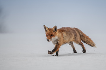 Red fox (Vulpes vulpes) with a bushy tail hunting in the snow in winter in Algonquin Park in Canada