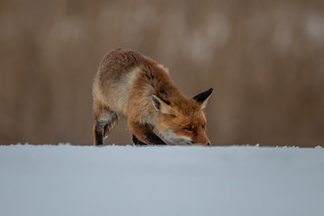 Red fox (Vulpes vulpes) with a bushy tail hunting in the snow in winter in Algonquin Park in Canada