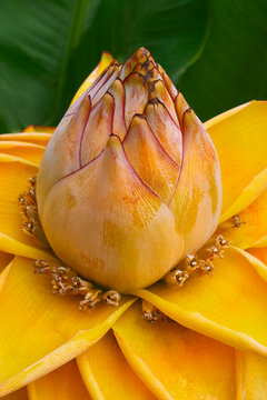 Detail of Musella Lasiocarpa or Golden Lotus Banana