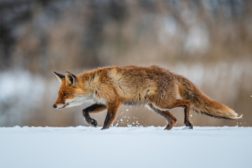 Red fox (Vulpes vulpes) with a bushy tail hunting in the snow in winter in Algonquin Park in Canada