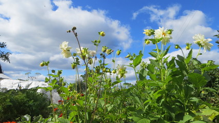 field of daisies and blue sky