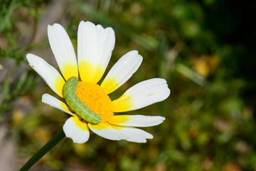 grüne Raupe in der Blüte einer Kronenwucherblume (Glebionis coronaria) - edible chrysanthemum