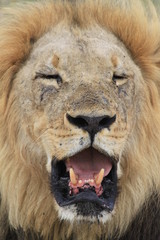 Tête de lion assoupi 