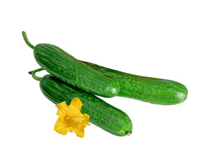 Green fresh cucumbers isolated on a white background