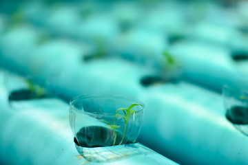 Hydroponics vegetables