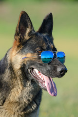 German Shepherd and Mirrored Sunglasses