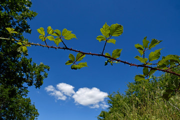 schönwetterhimmel
