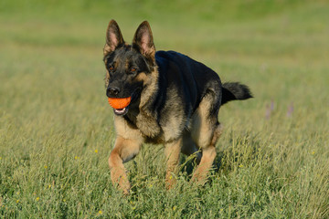 German Shepherd catches the ball, plays with the toy