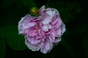 Lovely and romantic blooms of the Tea rose in the garden