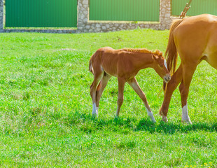 Red foal with mare on green grass in the pen